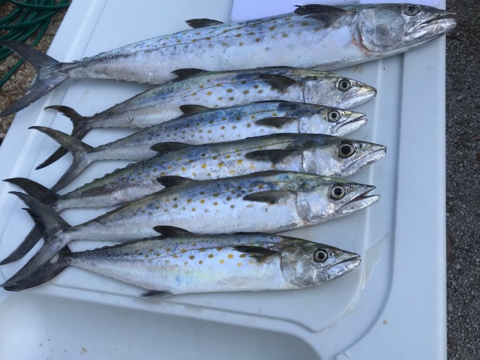 Member John O'Conner had a nice catch of Florida Mackerel.